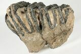 4.3" Southern Mammoth Partial Upper P4 Molar - Hungary - #200774-1